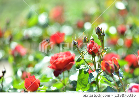 Red roses I saw in the rose garden Red roses I saw in the rose garden 139870330
