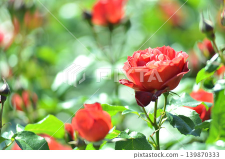 我在玫瑰園裡看到了紅玫瑰 我在玫瑰園裡看到了紅玫瑰 139870333