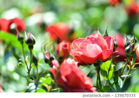 Red roses I saw in the rose garden Red roses I saw in the rose garden 139870335