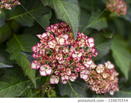 Red hydrangeas have begun to bloom Red hydrangeas have begun to bloom 139870354