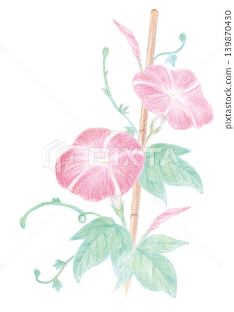用色鉛筆繪製的紅色牽牛花向量圖。 139870430