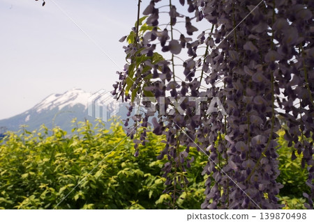 Invited by the fragrance of spring Invited by the fragrance of spring 139870498