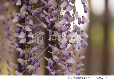 Invited by the fragrance of spring Invited by the fragrance of spring 139870529