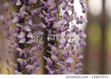 Invited by the fragrance of spring Invited by the fragrance of spring 139870531