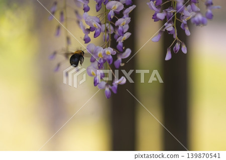 Invited by the fragrance of spring 139870541
