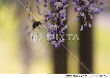 Invited by the fragrance of spring 139870547