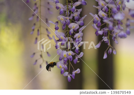 Invited by the fragrance of spring 139870549