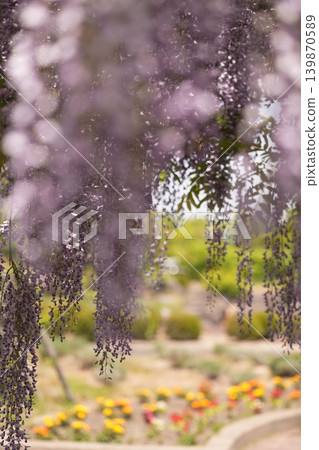 A landscape with wisteria's flowers A landscape with wisteria's flowers 139870589