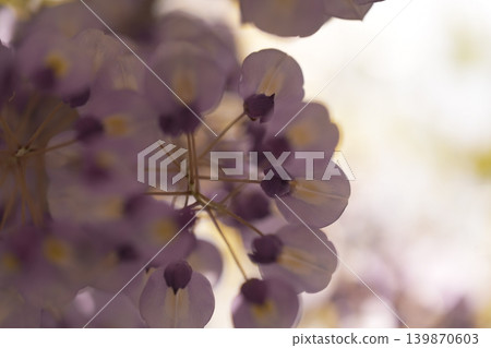紫藤花的景觀 紫藤花的景觀 139870603