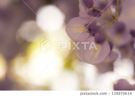 A landscape with wisteria's flowers A landscape with wisteria's flowers 139870614