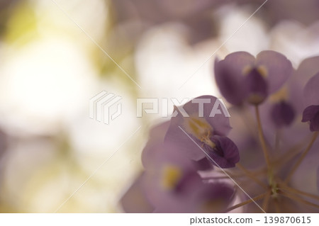 A landscape with wisteria's flowers A landscape with wisteria's flowers 139870615