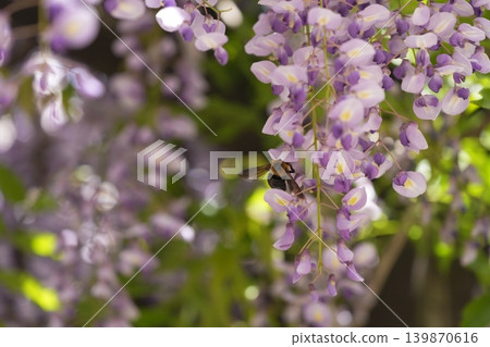 A landscape with wisteria's flowers A landscape with wisteria's flowers 139870616