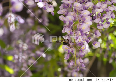 紫藤花的景觀 紫藤花的景觀 139870617