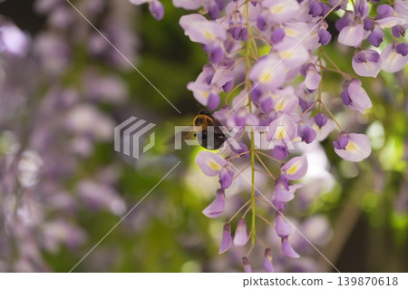 紫藤花的景觀 紫藤花的景觀 139870618