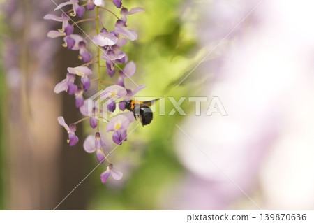 A landscape with wisteria's flowers A landscape with wisteria's flowers 139870636
