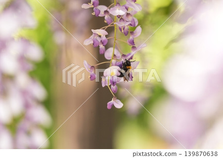 紫藤花的景觀 139870638
