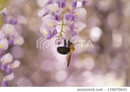 紫藤花的景觀 紫藤花的景觀 139870642