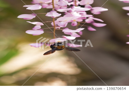 紫藤花的景觀 139870654