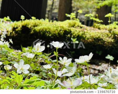 Anemone nemorosa in Tokusawa Anemone nemorosa in Tokusawa 139870710