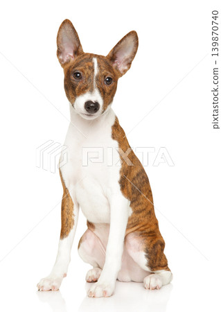 Basenji puppy sitting in front of a white background Basenji puppy sitting in front of a white background 139870740