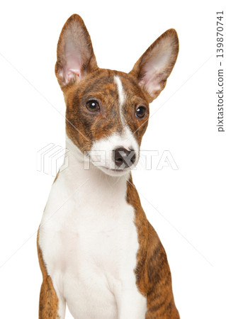Brindle basenji puppy posing against white background Brindle basenji puppy posing against white background 139870741