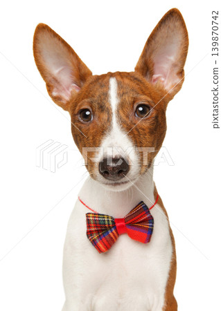 Basenji dog wearing a red tartan bow tie Basenji dog wearing a red tartan bow tie 139870742