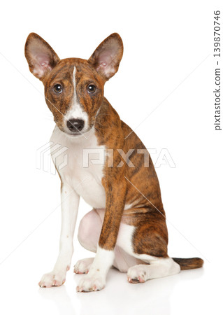 Brindle and white basenji puppy sitting against white background Brindle and white basenji puppy sitting against white background 139870746