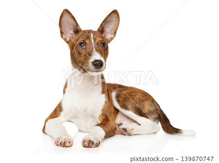 Brindle basenji puppy lying on a white background Brindle basenji puppy lying on a white background 139870747