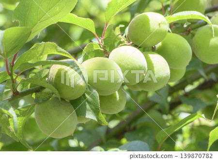 Plums, ready for harvest. 139870782