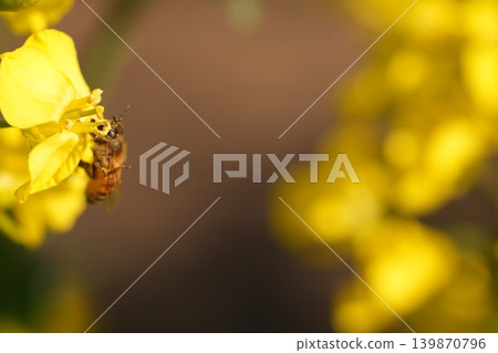 蜜蜂蜂蜜吮吸油菜花的蜂蜜 蜜蜂蜂蜜吮吸油菜花的蜂蜜 139870796