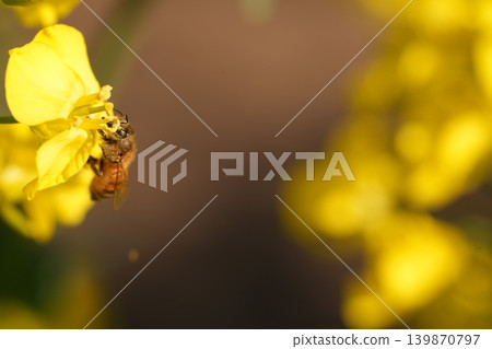 蜜蜂蜂蜜吮吸油菜花的蜂蜜 蜜蜂蜂蜜吮吸油菜花的蜂蜜 139870797