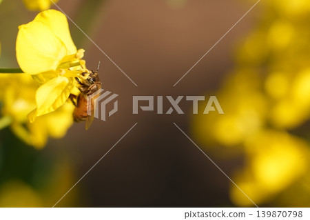 Bee honey sucking honey from rape blossoms 139870798