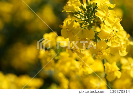 Bee harvesing to rape blossoms Bee harvesing to rape blossoms 139870814