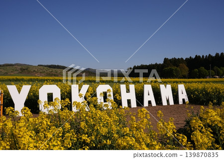 Bee harvesing to rape blossoms Bee harvesing to rape blossoms 139870835