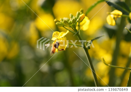 蜜蜂收穫油菜花 139870849