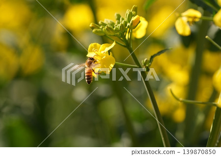 蜜蜂收穫油菜花 139870850