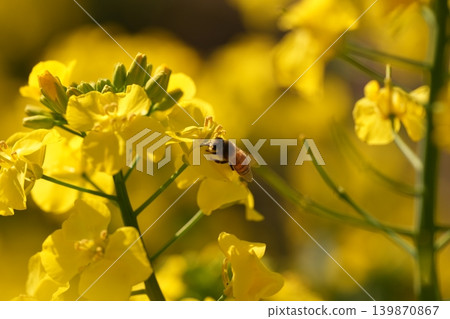 蜜蜂收穫油菜花 蜜蜂收穫油菜花 139870867