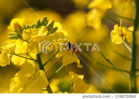 蜜蜂收穫油菜花 蜜蜂收穫油菜花 139870868