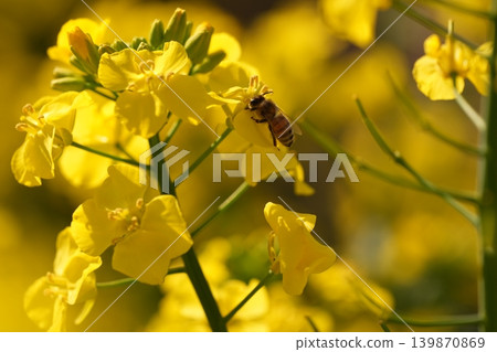 蜜蜂收穫油菜花 蜜蜂收穫油菜花 139870869