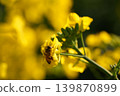 蜜蜂收穫油菜花 139870899