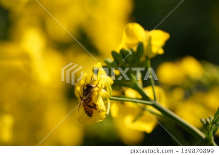 Bee harvesing to rape blossoms Bee harvesing to rape blossoms 139870899