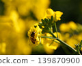 蜜蜂收穫油菜花 139870900