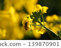 蜜蜂收穫油菜花 139870901