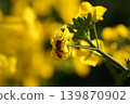 蜜蜂收穫油菜花 139870902