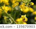 蜜蜂收穫油菜花 139870903