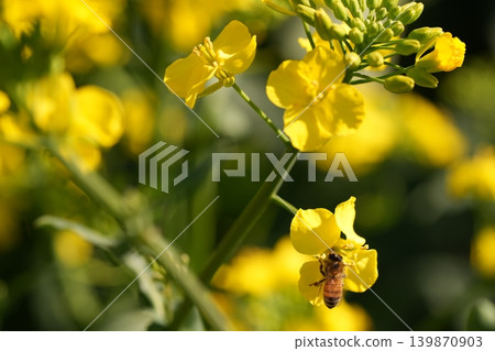 蜜蜂收穫油菜花 蜜蜂收穫油菜花 139870903