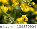 蜜蜂收穫油菜花 139870904