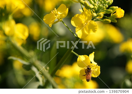 Bee harvesing to rape blossoms Bee harvesing to rape blossoms 139870904