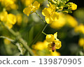蜜蜂收穫油菜花 139870905