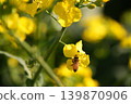 蜜蜂收穫油菜花 139870906